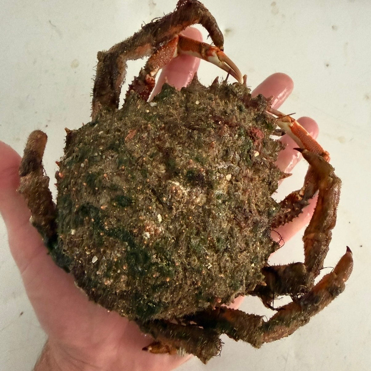 Spider Peeler Crab
