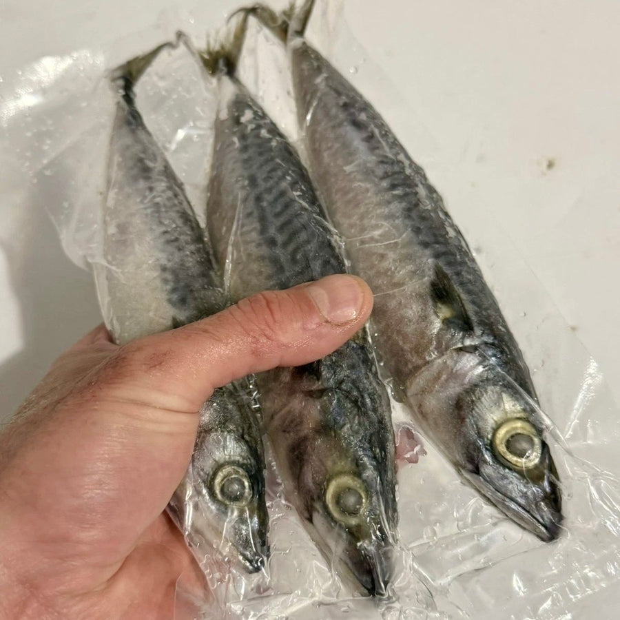 Spanish Joey Mackerel