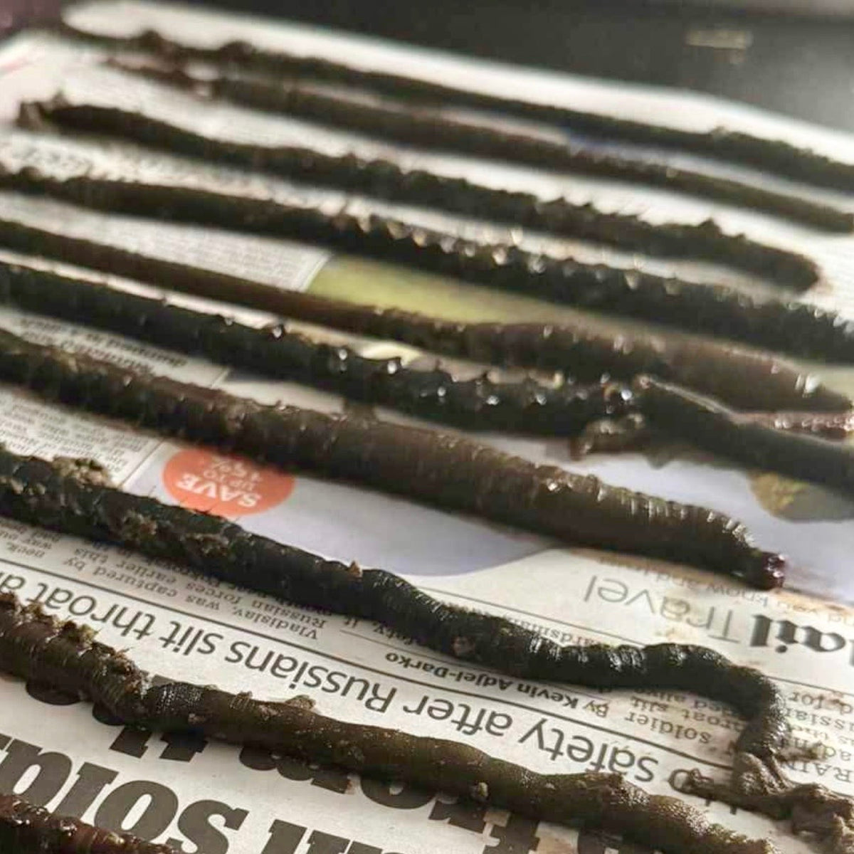 Welsh Black Lugworm Wraps