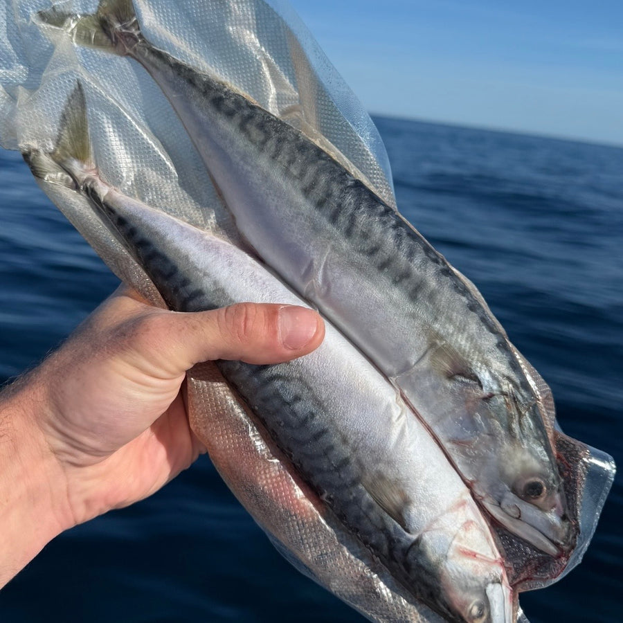 Premium Cornish Large Mackerel 2’s