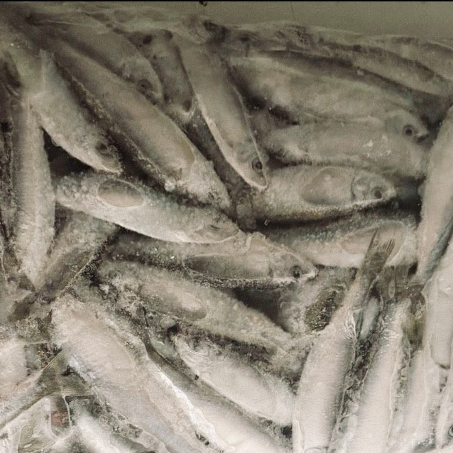 Quality Whitebait
