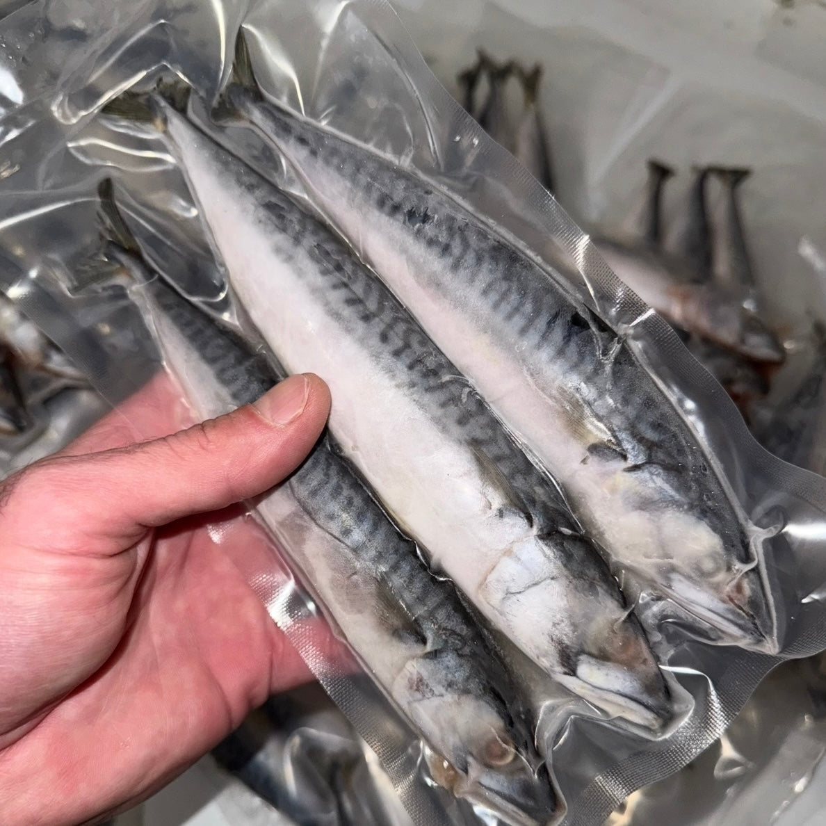 Premium Cornish Joey Mackerel 3’s