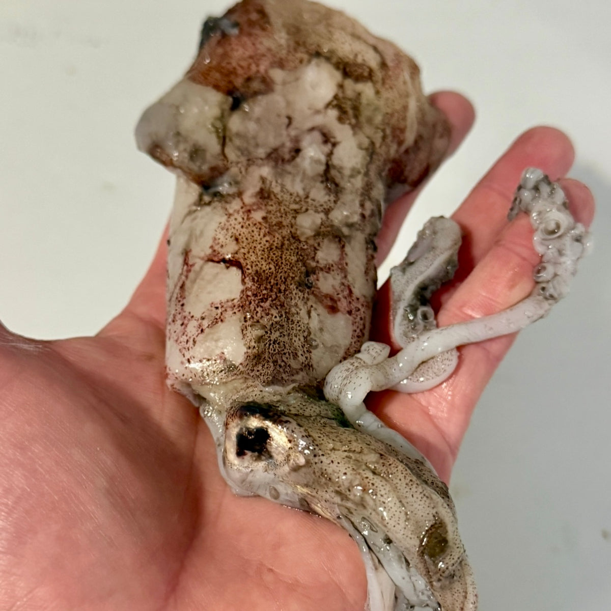 1kg Premium English Squid
